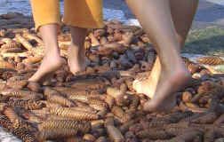 st2005_fuessezapfen.jpg (84272 Byte)